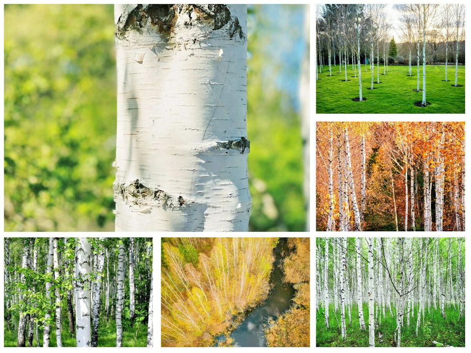 50 White Paper Birch Tree Seeds, Betula papyrifera, Ornamental  Tree - $10.85