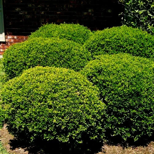 40 Yaupon Holly Seeds, Ilex vomitoria, Shrub, Ornamental Tea Plant - $6.49