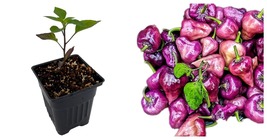 USA Seller - UFO Purple Pepper Plant - Ornamental/Edible - 4&quot; Pot - £50.19 GBP