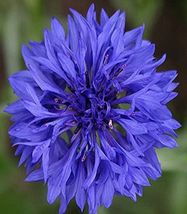 200 Seeds Cornflower Bachelor Button Blue Dwarf - £9.71 GBP