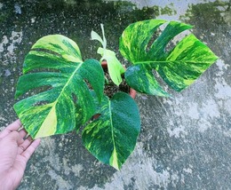 Monstera Aurea Marmorata Marble Variegated 4 Leaves REAL Picture - Aroid Variega - £153.33 GBP