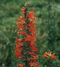 GUNEL Standing Cypress 100 Seeds - $8.00