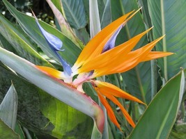 Live Plant - Bird of Paradise - Strelitzia Reginae - $29.00