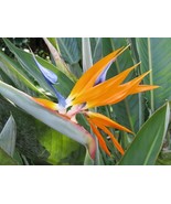 Live Plant - Bird of Paradise - Strelitzia Reginae - $29.00