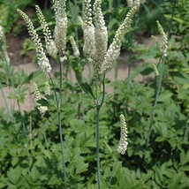 5 Black Cohosh Plants Actaea Racemosa Bare Root Wildflower   Organic Roo... - $18.20