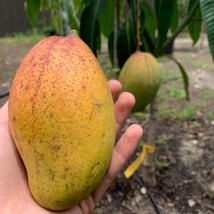 Item image 1 image 1