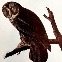 Great Gray Owl 1950 Lithograph Art Print Audubon Bird First Edition DWU14D - $13.50