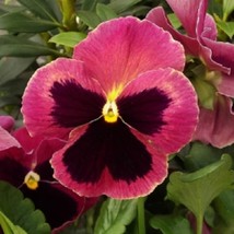 Fast Ship USA Seller 50 Pansy Seeds Delta Premium Rose With Blotch - £15.01 GBP