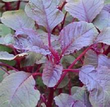 50 Seeds Amaranth Chinese Spinach All Red Vegetable Seeds - £18.83 GBP