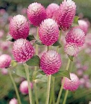 25 Seeds Gomphrena Bicolor Rose Annual Seeds - £17.15 GBP