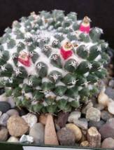 cactus Mammillaria sempervivi Cacti Succulent real live plant - £27.09 GBP