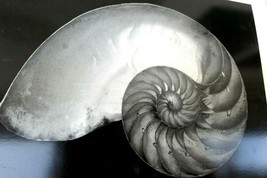 Shells 1927 2-S Photograph by Edward Weston W-007-85 Nautilus greeting card - $8.35