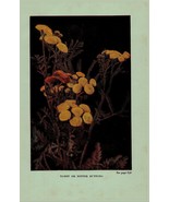 Vintage 1922 Print Tansy Pasture Thistle 2 Side Flowers You Should Know - €17,12 EUR