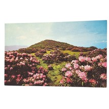 Postcard Craggy Rhododendron Gardens Western North Carolina Chrome Unposted - £5.54 GBP