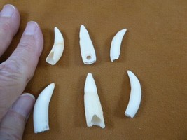 (G371-67-7) SIX 1-3/8&quot; GATOR Alligator Aligator Tooth GATORS TEETH for jewelry - $32.71