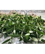  Mixed Lot FRESH WATER PLANTS Aquarium Paludarium Terrarium Pond  - $49.50