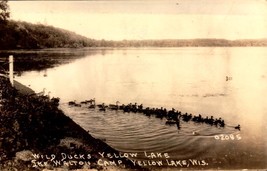 Real Photo POSTCARD- Wild Ducks, Yellow Lake, Ike Walton Camp, Wisconsin BK54 - £7.49 GBP