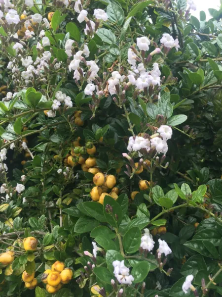 Duranta Erecta Alba White Skyflower 10 Seeds Fresh Garden - £20.44 GBP