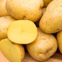 Yukon Gold Seed Potatoes For Planting 1000Gram Potato Seed Beautiful Garden Fres - $33.38