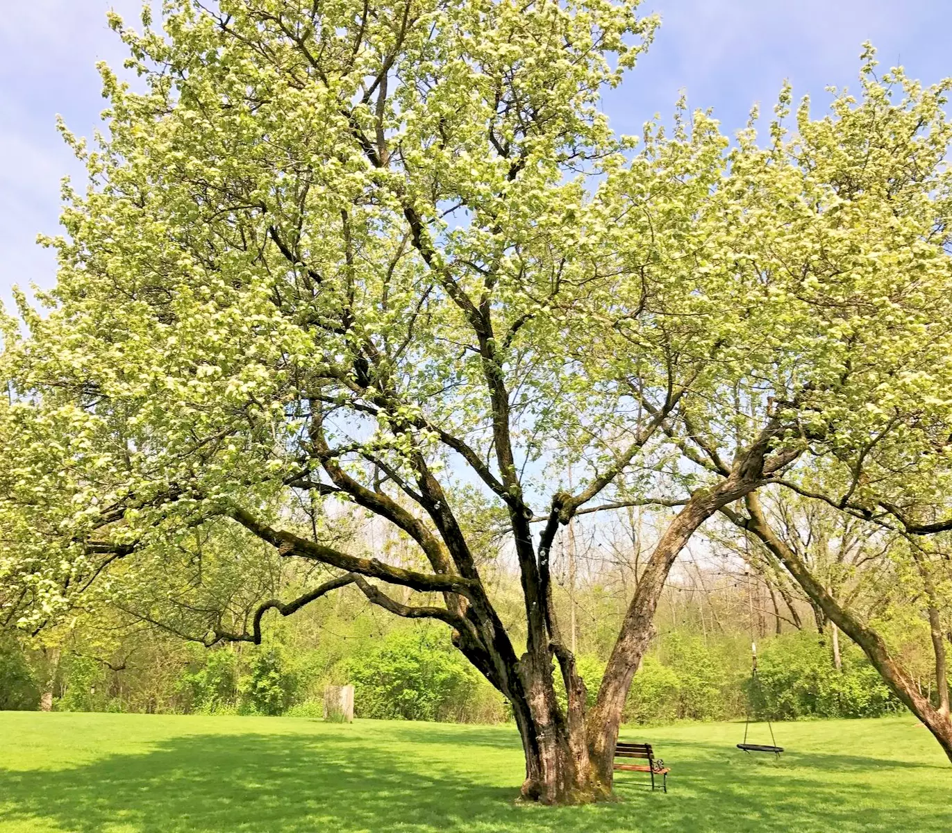 Washington Hawthorn Tree 18-24&quot; Tall Live Plant Crataegus phaenopyrum - $62.34