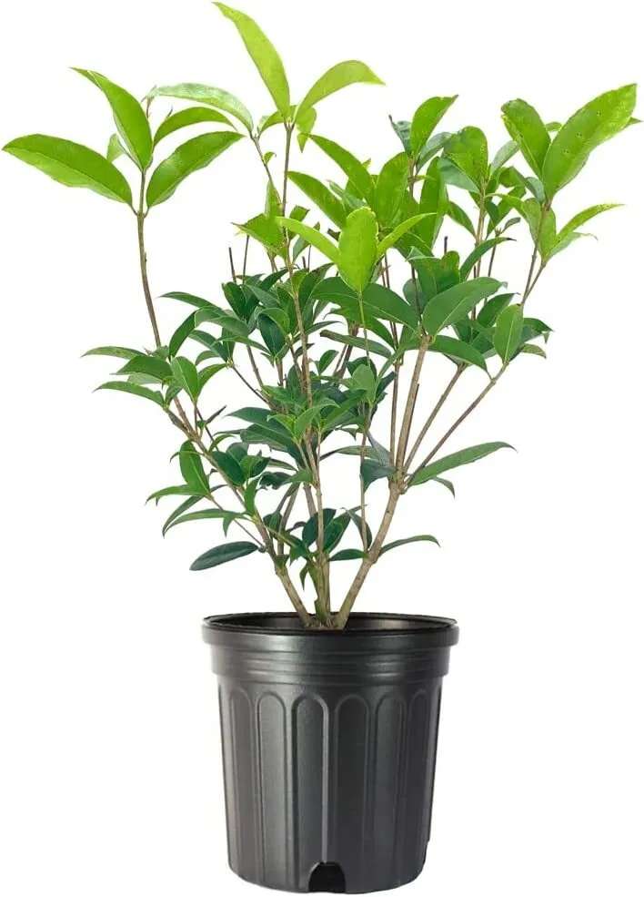 Fragrant Tea Olive Shrub Live Plant Osmanthus Fragrans - £51.22 GBP