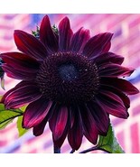 HT Purple Chocolate Cherry Sunseeds For Planting 25 Non-Gmo Heirloom See... - €14,60 EUR