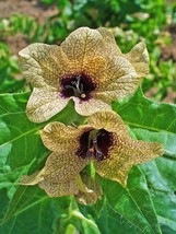 Bloomys 200 Seeds Black Henbane Nightshade Hyoscyamus Niger Flower - £8.93 GBP