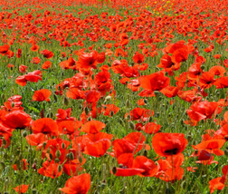 Poppy American Legion 2340 Seeds Red Flower From US  - $8.35