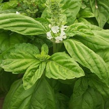 1000 Seeds Organic Herb Super Large Leaf Basil Seed Ocimum - $4.05