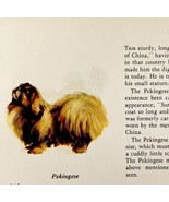 Pekingnese 1939 Dog Toy Breed Art Ole Larsen Color Plate Print Antique P... - €26,04 EUR