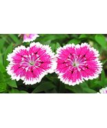 1000 Seeds CHINESE PINKS (China Pinks / Rainbow Pink) Dianthus Chinensis... - $18.00