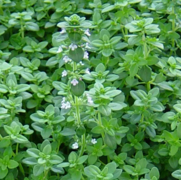 German Winter Common Thyme Seeds 1000+ Herb Groundcover Perennial Fresh Seeds - £5.00 GBP