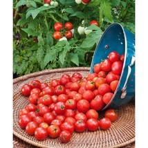 USA SELLER Husky Tomato Seeds Cherry Red Fast Shipping - £7.32 GBP