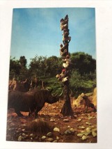 1969 Disneyland Adventureland Rhino Hyenas Trapped Safari River Cruise postcard - £5.04 GBP