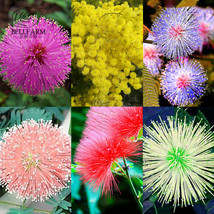 Worldwide Shipping 100Pcs 6 Colors Yellow Pink Red Mimosa Pudica Bonsai Seeds Fl - $10.62