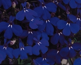 50 Seeds Lobelia Regatta Midnight Blue Flower Annual - £13.35 GBP