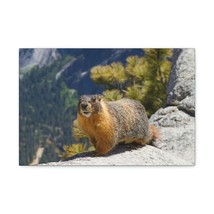 Yellow Bellied Marmot on a Ridge Near Yosemite Falls Print Animal Wall Art Wild - £56.02 GBP+