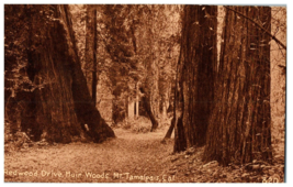 820- Redwood Drive Mt. Tamalpais Muir Woods California RPPC Postcard - £11.83 GBP