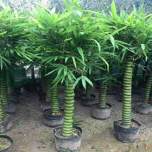50 Buddha belly bamboo seeds ( Bambusa ventricosa ) - $9.59
