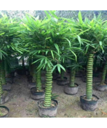 50 Buddha belly bamboo seeds ( Bambusa ventricosa ) - $18.98