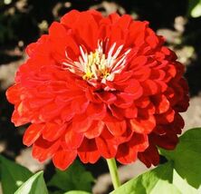 Zinnia Cherry Queen Flower Seeds - $4.47