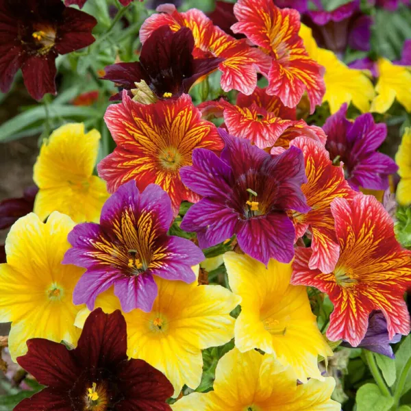 500+ Ez Annual Flower Seed Mix (Salpiglosis Grandiflora) Bulk Paisley Flowers Us - £4.65 GBP