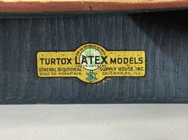 Vintage 1960s Turtox Latex Medical Earthworm 3D Model  Biological Scientist - $242.11
