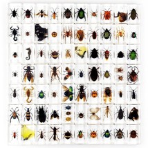 30 Pcs Insect Specimen Bugs in Resin Collection Paperweights Arachnid Re... - £48.27 GBP