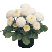 Bellis Seeds Bellis Tasso White 25 Seeds English Daisy Flower Seeds Seeds Fresh  - $19.42