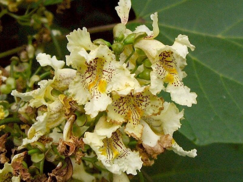Catalpa Ovata Yellow Catalpa Tree 5 seeds Fresh Gardening - $17.96