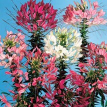 SKMO 250 Mixed Colors Queen Cleome Hassleriana Spinosa Spider Flower Seeds - £13.22 GBP