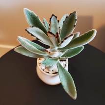 Panda Plant Fuzzy Succulent in White Ceramic Pot, Kalanchoe Tomentosa, Planter image 6