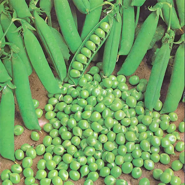 Green Arrow Pea Seeds 25 Ct Pod Peas Vegetable Heirloom Non Gmo Fresh Garden - £7.60 GBP