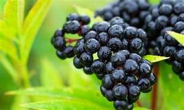 Elderberry and Evergreen: Handpoured, 6 pc Soy Wax Melt Set: Fresh &amp; Fruity! - £10.18 GBP